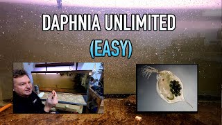 How I Raise Daphnia Water Fleas And You Can Too [upl. by Ayotnahs]