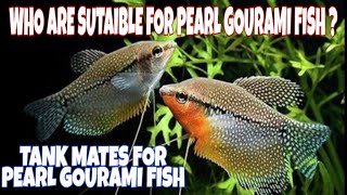 Pearl Gourami Tank Mates [upl. by Xam]