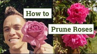 How to Prune Roses the Beginners Guide [upl. by Langer]