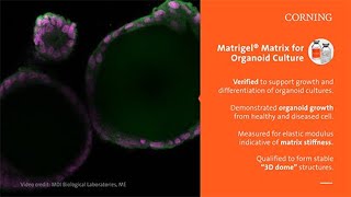 Corning Matrigel® Matrix® for Organoid Culture Dome Method Protocol [upl. by Ellie]