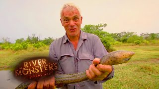 Catching A Swamp Eel  EEL  River Monsters [upl. by Mcmath26]