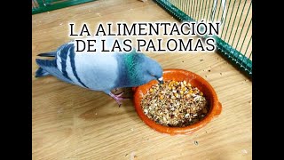 LA ALIMENTACIÓN DE LAS PALOMAS [upl. by Aihcropal276]