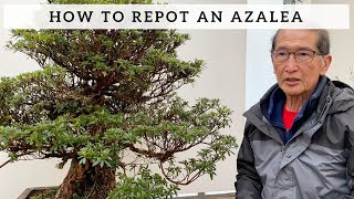 How to Repot an Azalea [upl. by Aundrea37]