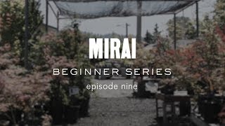 Bonsai Beginner Series  Repotting [upl. by Appolonia783]