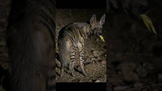 Striped hyena  Short Facts [upl. by Ybur]