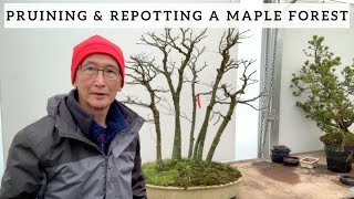 Pruning amp Repotting a Japanese Maple Forest [upl. by Garwood]