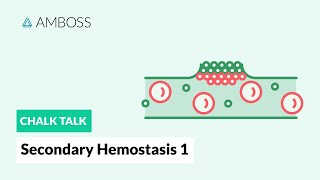 Secondary Hemostasis  Part 1 Coagulation Cascade [upl. by Tumer]