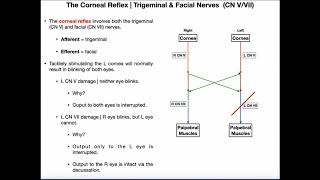 The Corneal Reflex  Pathway amp Interpretation [upl. by Asyar731]