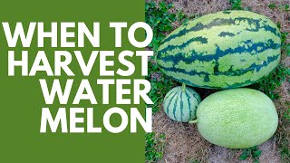 HOW DO YOU KNOW WHEN WATERMELONS ARE RIPE [upl. by Ssepmet972]