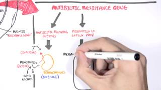 Microbiology  Bacteria Antibiotic Resistance [upl. by Bob]