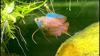 Dwarf Gourami Breeding Setup [upl. by Ynattirb810]