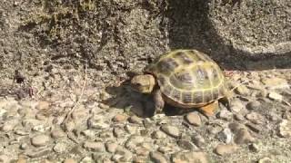 La tortue terrestre [upl. by Caneghem]