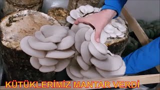 İstiridye Mantarı Yetiştiriciliği Mantar Kavurması [upl. by Trebloc994]