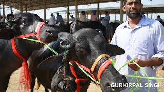 Murrah buffalo from Dhanaula Mandi Punjab [upl. by Ness]