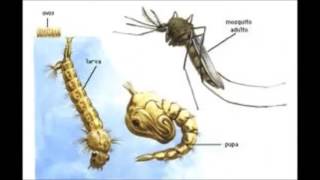 Principais doenças parasitárias endêmicas do Brasil [upl. by Onabru]