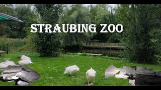 STRAUBING ZOO  RAS SHOTS [upl. by Ayt557]