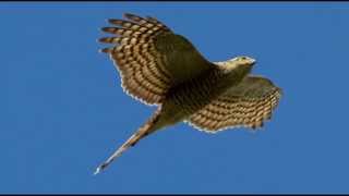 Sparrowhawk Bird Call Bird Song [upl. by Masry64]