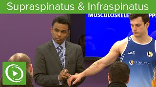 Supraspinatus amp Infraspinatus Muscles amp Nerves – MRCS  Lecturio [upl. by Georgine]