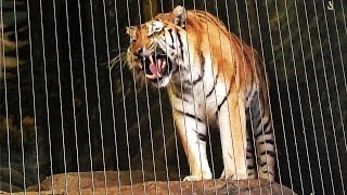 Siberian Tiger Roars at Lincoln Park Zoo [upl. by Venditti]