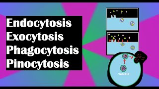 Endocytosis exocytosis phagocytosis and pinocytosis explained [upl. by Sello]