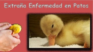 SOLUCION A RARA ENFERMEDAD DE PATOS [upl. by Idner485]