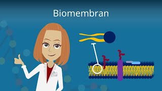 Biomembran  Aufbau und Funktion [upl. by Renruojos]