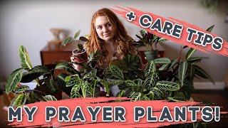 Prayer Plant Care  Collection  Calathea  Maranta  Stromanthe [upl. by Nealey]