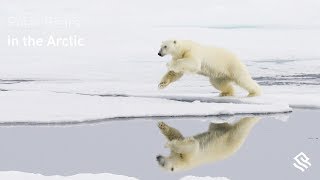 Polar Bears in the Arctic [upl. by Nalra343]