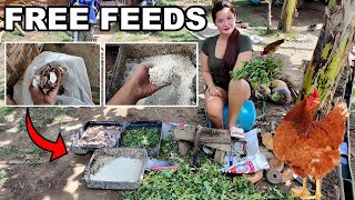 Organic Free Feeds for Native and Free Range Chickens [upl. by Frere]