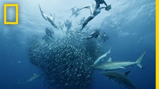 Sardine Feeding Frenzy  50 Shades of Sharks [upl. by Rosane787]