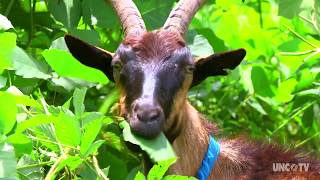 Goats on this NC farm are helping control the invasive Kudzu weed [upl. by Akinehs]