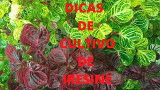 DICAS DE CULTIVO DE IRESINE [upl. by Kaycee]