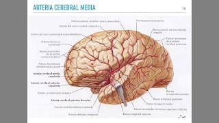 Irrigación cerebral [upl. by Nwahsav]