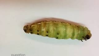 From Larva to Pupa Pupation of Manduca sexta [upl. by Octavius]