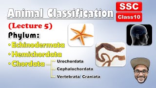 Animal Classification Lecture 5  Echinodermata Hemichordata chordata  Class 10 SSC  state board [upl. by Luas]