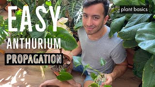 How to propagate Anthuriums in water [upl. by Eibrik]