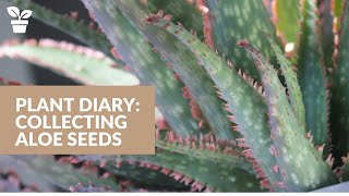 Plant Diary How to Collect Aloe Seeds [upl. by Michael]