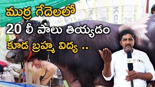 Milking 20 liter Murrah Breed Buffalo By Venkateshwarlu  Andhra Pradesh [upl. by Aihsia]