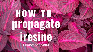 How to Grow Iresine Blazin’ Rose BloodleafWITHOUT ROOTING HORMONE Shade Plants BirdofParadise [upl. by Goodyear]