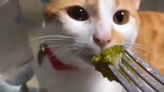 Cat smells Broccoli and Gags [upl. by Jann]