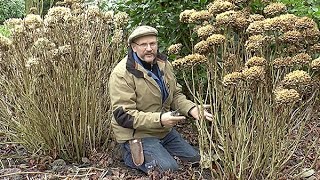 COMMENT TAILLER UN HORTENSIA ADULTE [upl. by Sewell]