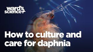 Caring and Culturing for Daphnia [upl. by Aniuqaoj960]