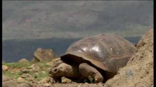 Giant Tortoises [upl. by Lekzehcey]