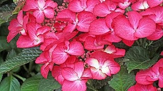 HORTENSIA  PARTICULARITÉS BOTANIQUES VARIÉTÉS ET CONSEILS DE CULTUTRE [upl. by Esinrahc]