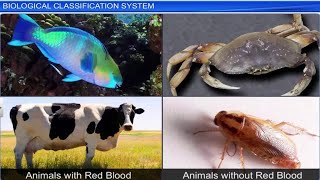 CBSE Class 11 Biology  Biological Classification System  Full Chapter  By Shiksha House [upl. by Cadmann]