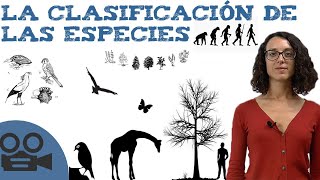 La clasificación de las especies  Sistemática IDEAL para estudiar [upl. by Nytsua]