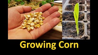 Growing Corn  Part 1 Planting and Germinating [upl. by Kobe]