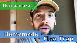 Homemade Natural Flea Trap  Easy and Safe Flea Killer DIY [upl. by Kono]