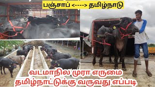 20 லிட்டர் கறக்கும் டில்லி எருமை தமிழ்நாட்டுக்கு வருவது எப்படி [upl. by Aihsyak324]