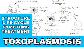 Toxoplasmosis  Toxoplasma gondii  Structure Life cycle Symptoms Treatment  Bio science [upl. by Kamila]